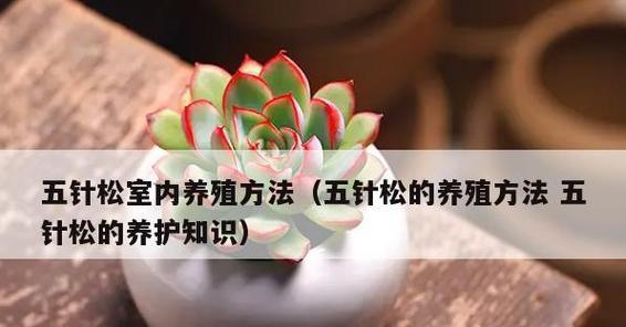 五针松如何正确浇水？最佳浇水时间是什么时候？