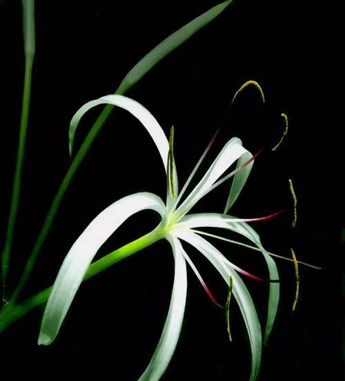 文殊兰开花时间是什么时候？花期持续多久？