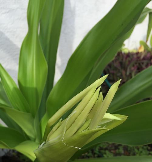 文殊兰开花时间是什么时候？花期持续多久？