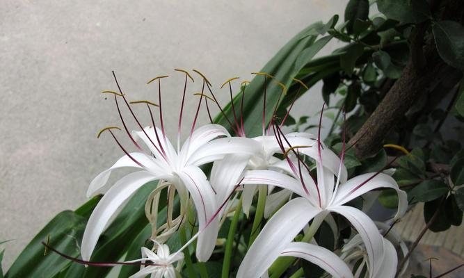 文殊兰开花时间是什么时候？花期持续多久？