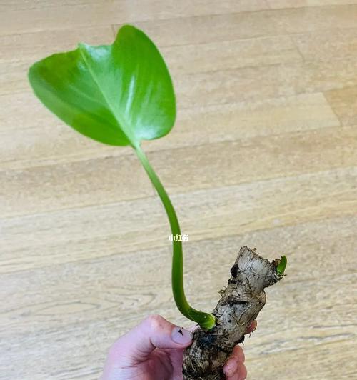 龟背竹老桩如何催芽?催芽技术与步骤是什么?