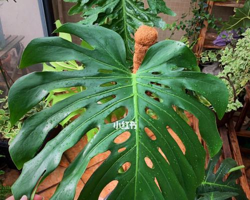 龟背竹老桩如何催芽？催芽技术与步骤是什么？