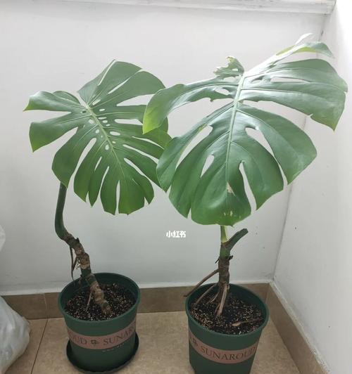 龟背竹老桩如何催芽？催芽技术与步骤是什么？