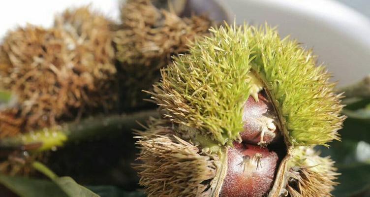 板栗没熟透可以吃吗？食用未成熟板栗的后果是什么？