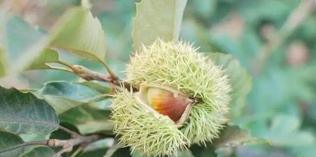 板栗没熟透可以吃吗？食用未成熟板栗的后果是什么？