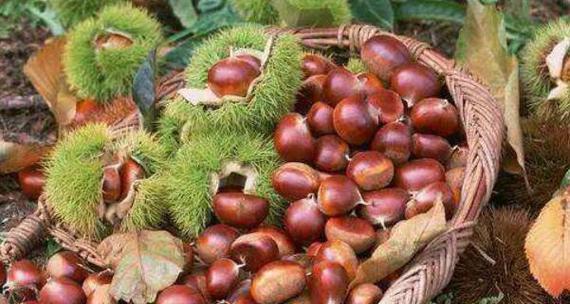 板栗没熟透可以吃吗？食用未成熟板栗的后果是什么？