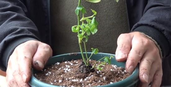 瓷花盆换土的最佳时间和步骤是什么? 瓷花盆换土的最佳时间和步骤是什么?