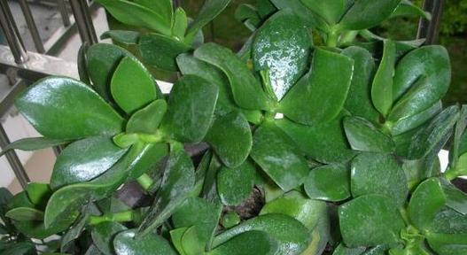 八宝兰修剪方法有哪些？如何正确修剪八宝兰？