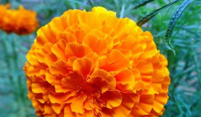 万寿菊花语的深意与传承(揭秘万寿菊背后的丰富文化内涵)