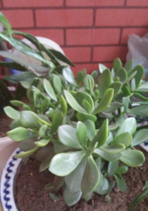 八宝兰修剪方法有哪些？如何正确修剪八宝兰？