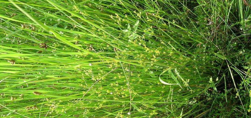 灯心草还有哪些别名?常见问题解答 灯心草还有哪些别名?常见问题解答