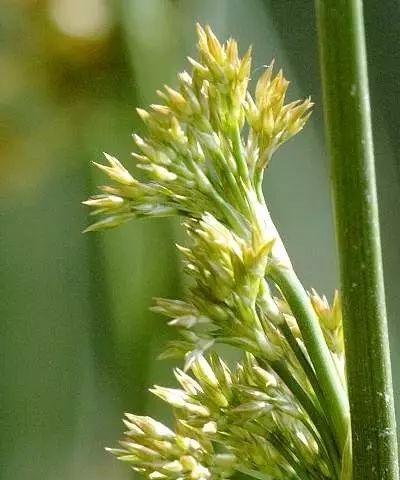 灯心草还有哪些别名?常见问题解答 灯心草还有哪些别名?常见问题解答