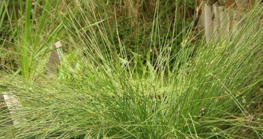 灯心草还有哪些别名?常见问题解答 灯心草还有哪些别名?常见问题解答