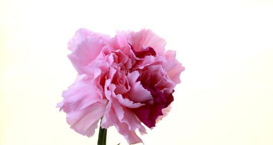 康乃馨花代表什么意思？不同颜色的康乃馨花语有何不同？