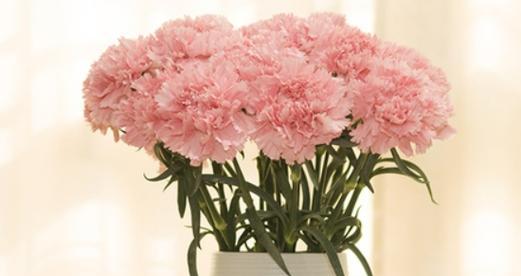 康乃馨花代表什么意思？不同颜色的康乃馨花语有何不同？