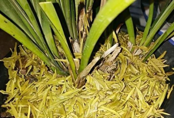 豆油可以浇花吗?使用豆油对植物有哪些影响? 豆油可以浇花吗?使用豆油对植物有哪些影响?