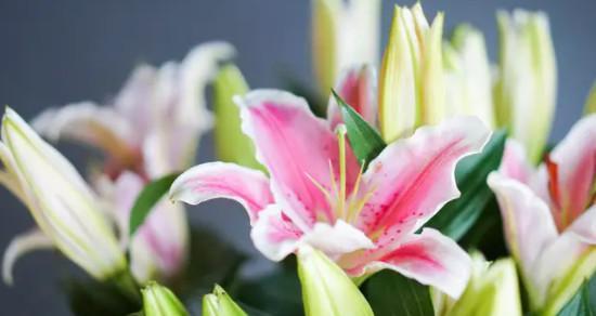 白百合的花语与寓意（纯洁高雅）