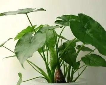 豆油可以浇花吗?使用豆油对植物有哪些影响? 豆油可以浇花吗?使用豆油对植物有哪些影响?