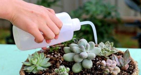 豆油可以浇花吗?使用豆油对植物有哪些影响? 豆油可以浇花吗?使用豆油对植物有哪些影响?