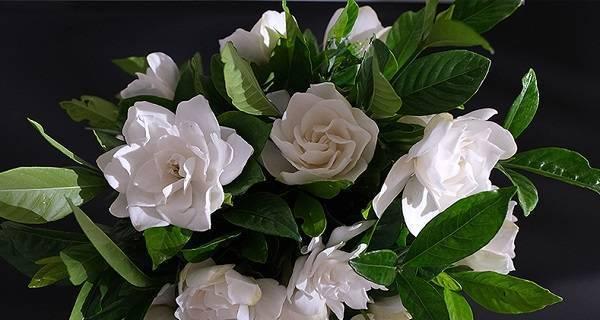 栀子花的美丽与寓意(探究栀子花的象征意义与文化传承)