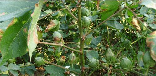 棉花种子有毒吗？如何安全处理和种植？