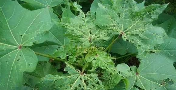 棉花种子有毒吗？如何安全处理和种植？