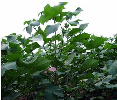 棉花种子有毒吗？如何安全处理和种植？