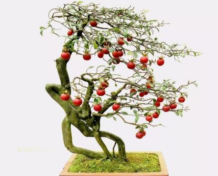 老鸦柿下山桩几年能结果实？如何加速其结果过程？