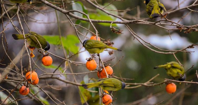老鸦柿下山桩几年能结果实？如何加速其结果过程？