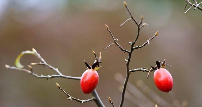老鸦柿下山桩几年能结果实？如何加速其结果过程？