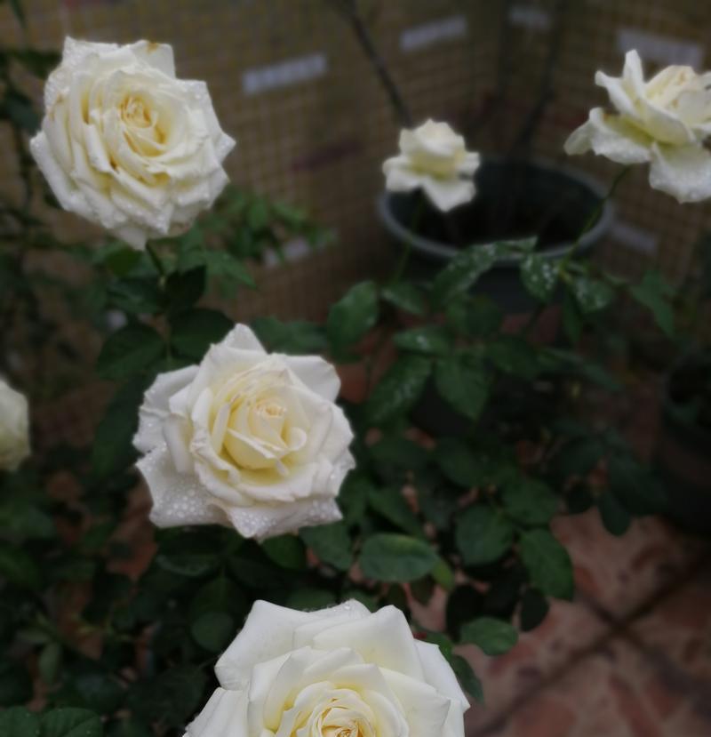 玉玲珑月季有哪些优点和缺点？如何正确养护？