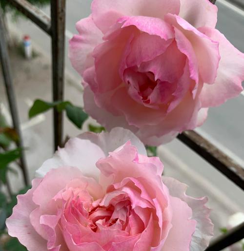 玉玲珑月季有哪些优点和缺点？如何正确养护？