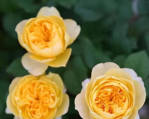 玉玲珑月季有哪些优点和缺点？如何正确养护？