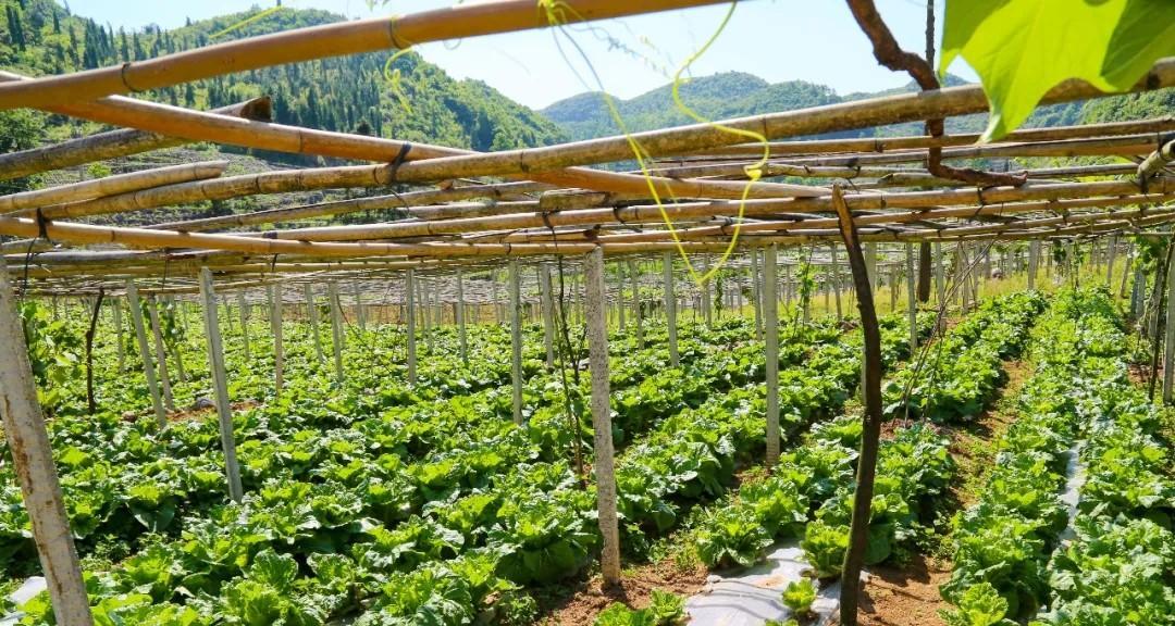 背阴地方适合种什么蔬菜?有哪些蔬菜能在阴凉处茁壮成长? 背阴地方适合种什么蔬菜?有哪些蔬菜能在阴凉处茁壮成长?