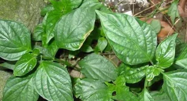 背阴地方适合种什么蔬菜?有哪些蔬菜能在阴凉处茁壮成长? 背阴地方适合种什么蔬菜?有哪些蔬菜能在阴凉处茁壮成长?