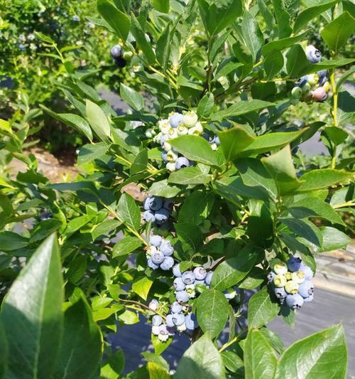 家里可以种蓝莓吗?如何在室内成功种植蓝莓? 家里可以种蓝莓吗?如何在室内成功种植蓝莓?