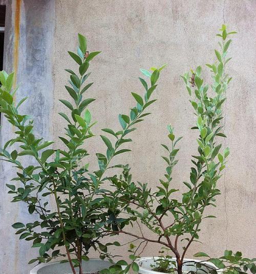 家里可以种蓝莓吗?如何在室内成功种植蓝莓? 家里可以种蓝莓吗?如何在室内成功种植蓝莓?