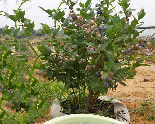 家里可以种蓝莓吗?如何在室内成功种植蓝莓? 家里可以种蓝莓吗?如何在室内成功种植蓝莓?