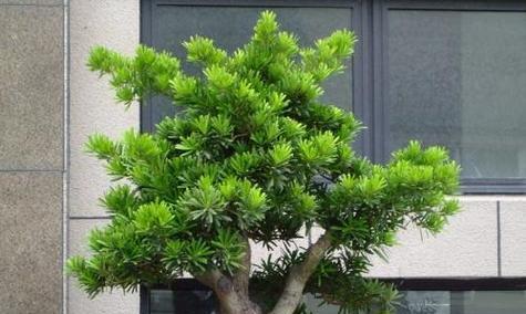 罗汉松是否需要避免阳光直射？如何正确养护？