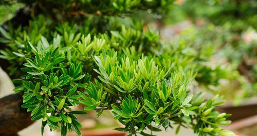 罗汉松是否需要避免阳光直射？如何正确养护？