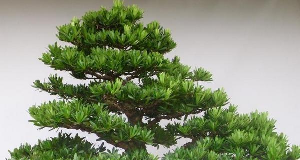 罗汉松是否需要避免阳光直射？如何正确养护？