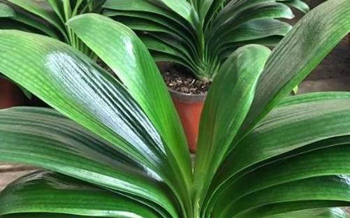 君子兰浇水频率如何根据季节调整？春夏秋冬浇水指南是什么？