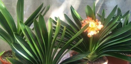 君子兰浇水频率如何根据季节调整？春夏秋冬浇水指南是什么？