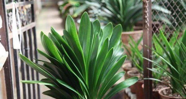 君子兰浇水频率如何根据季节调整？春夏秋冬浇水指南是什么？