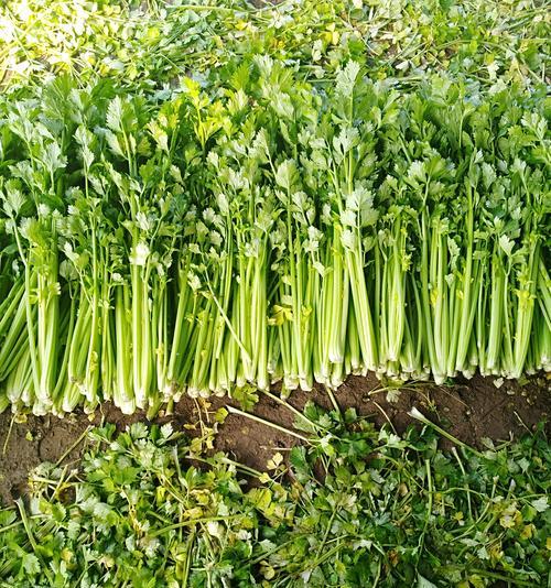 芹菜最佳种植时间是什么时候?适合的季节有哪些? 芹菜最佳种植时间是什么时候?适合的季节有哪些?