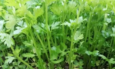 芹菜最佳种植时间是什么时候?适合的季节有哪些? 芹菜最佳种植时间是什么时候?适合的季节有哪些?