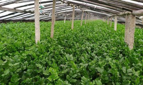 芹菜最佳种植时间是什么时候?适合的季节有哪些? 芹菜最佳种植时间是什么时候?适合的季节有哪些?