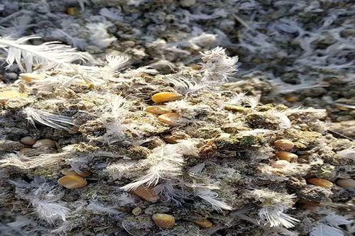 鸟粪可以做肥料吗？如何正确使用鸟粪作为有机肥料？