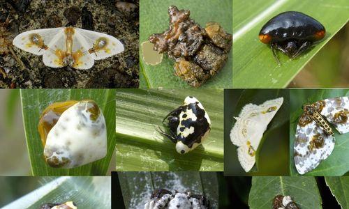 鸟粪可以做肥料吗？如何正确使用鸟粪作为有机肥料？