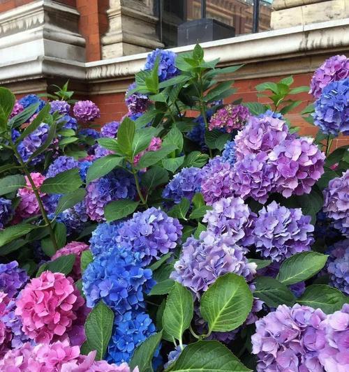 绣球花的传说与寓意（绣球花的神话传说及花语解读）